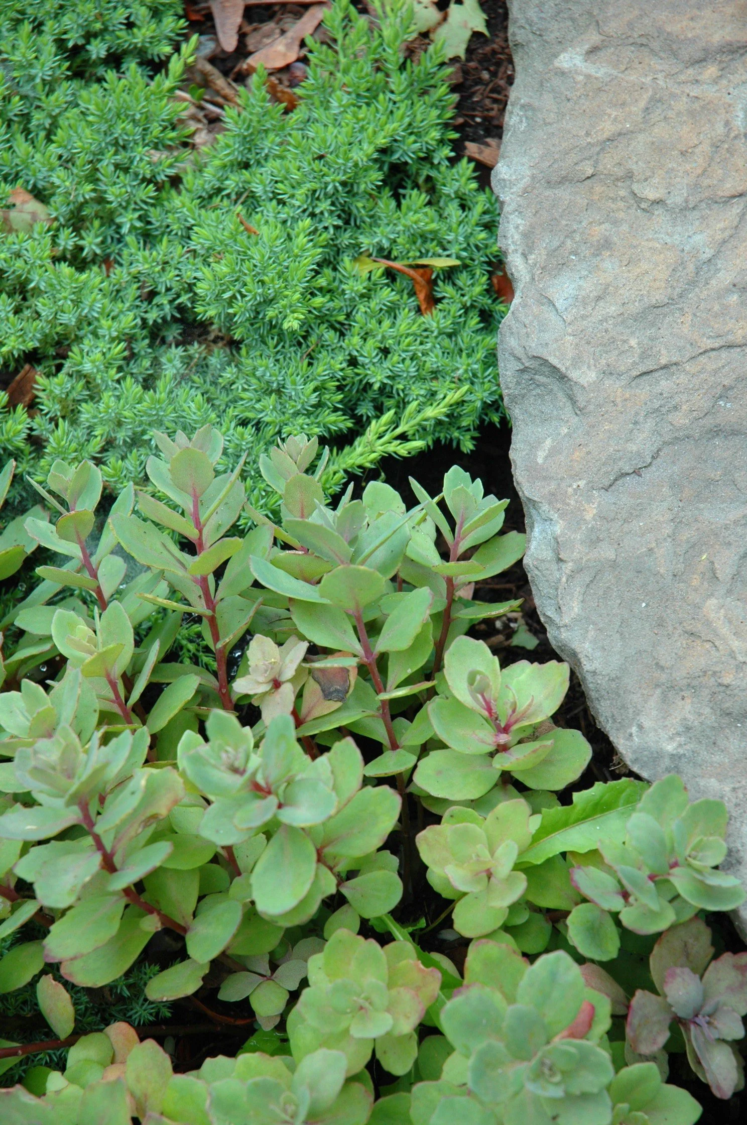 sedumjunipercloseup.JPG