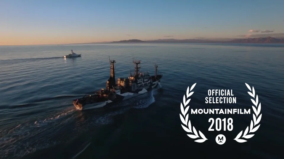 vaquita thumbnail.jpg