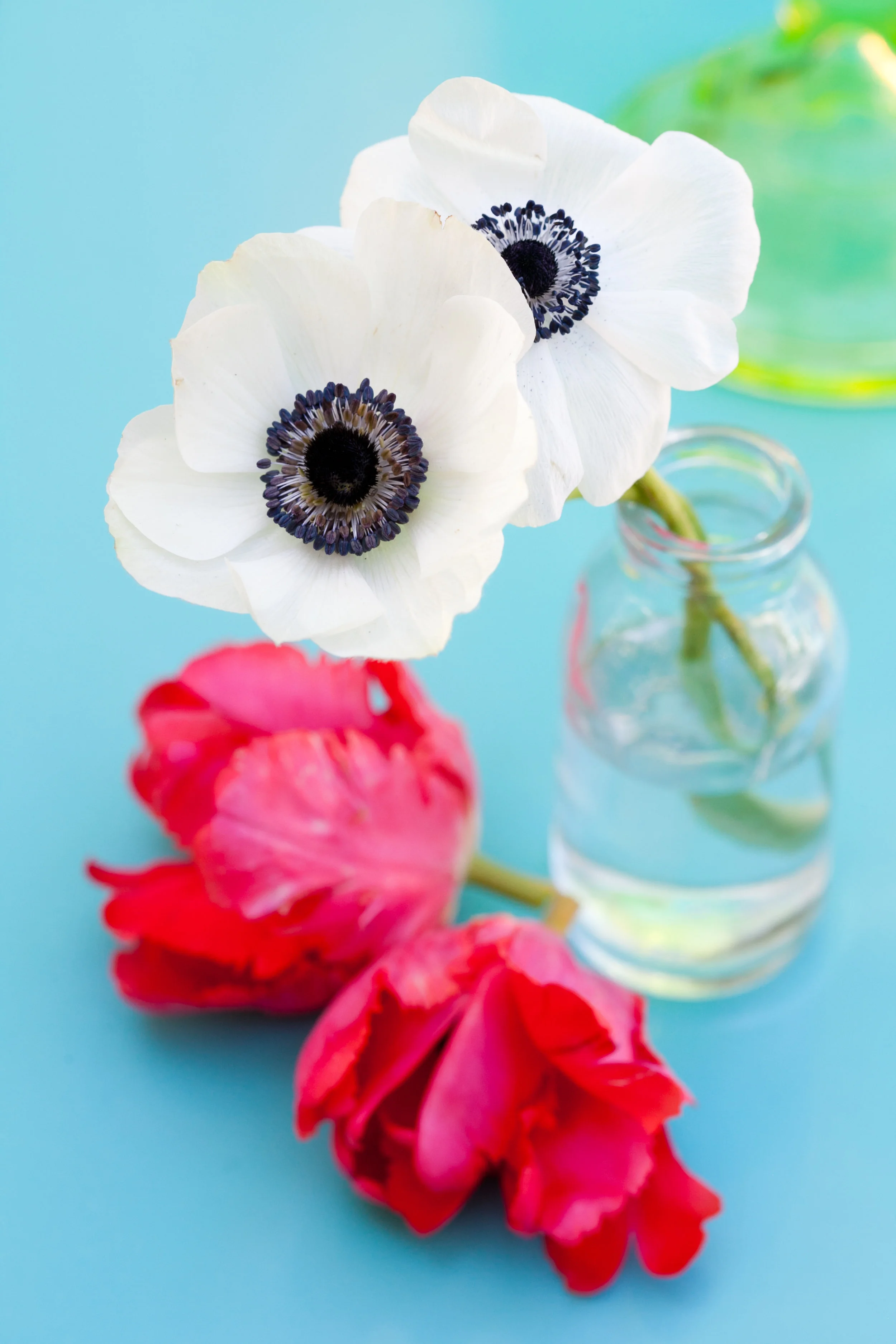 soniafayazSAB_30 copy.JPG