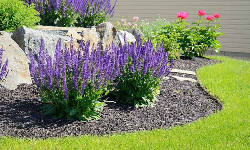 Plant bed with purple flowers near lush green grass, Landscape services by Ivanoff.