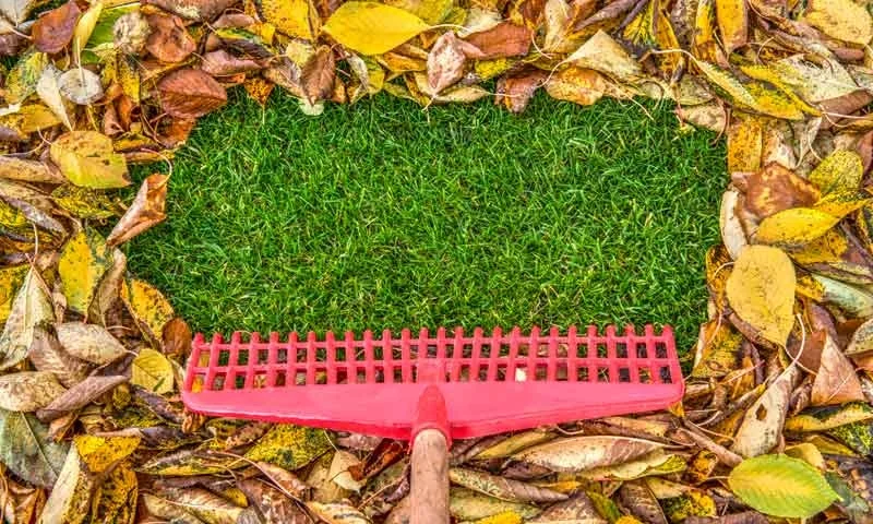 Rake raking leaves to reveal green grass underneath, Lawn care maintenance by Ivanoff Lawn Care and Landscape.
