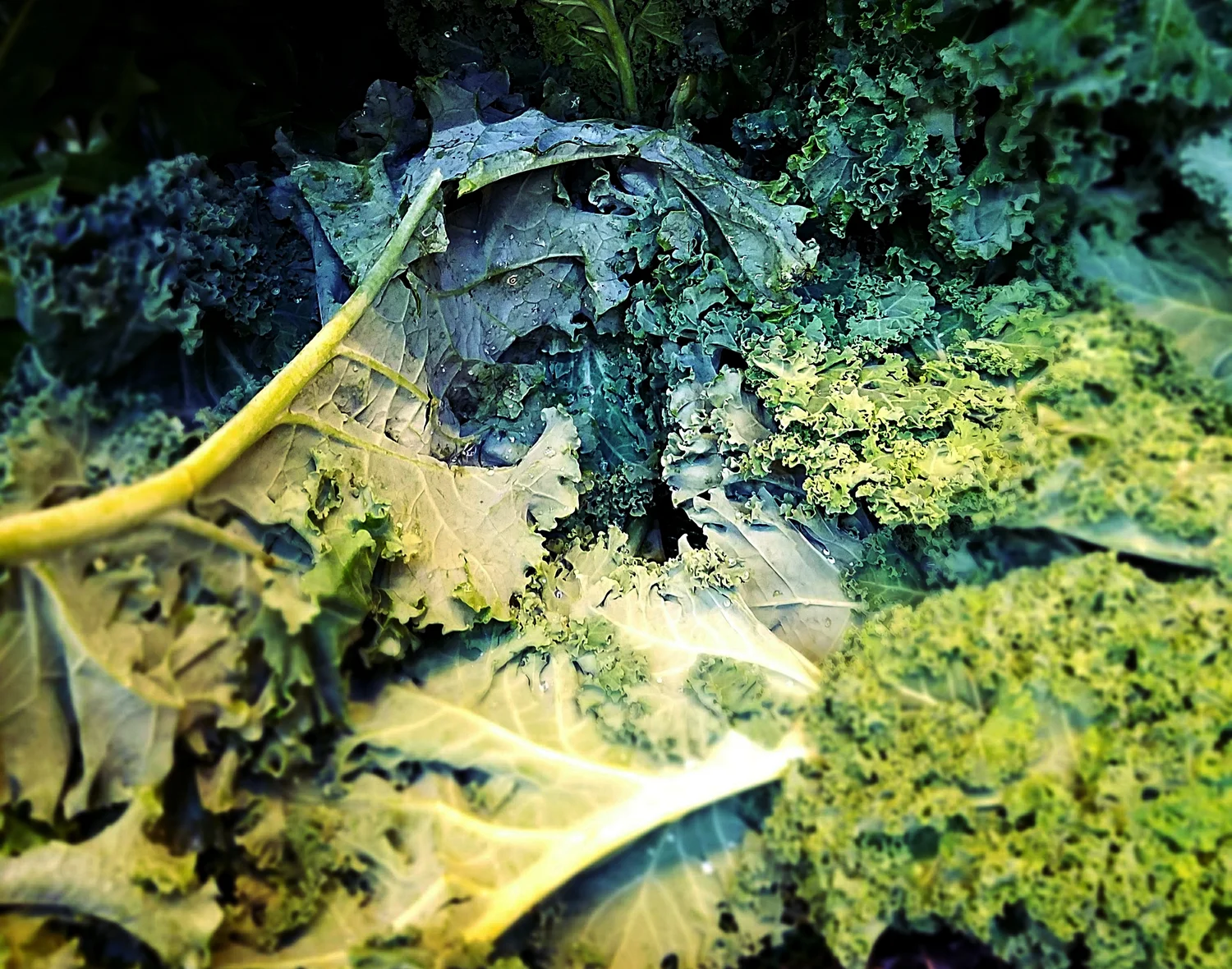 Sauteéd Kale With Balsamic Vinegar Recipe — Plate Up Pen Down