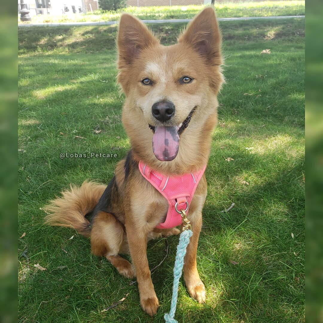 Welcoming Ramsey!! 🙌🏽
If you follow her account @runramseyrun
She LOVES the beach, goat milk, Waterfall catching and Adventuring with her pawrents @dianajocelyn__ and @tommyoptixx 
In the last photo she's getting her first taste of barkpouch 🤤 Let