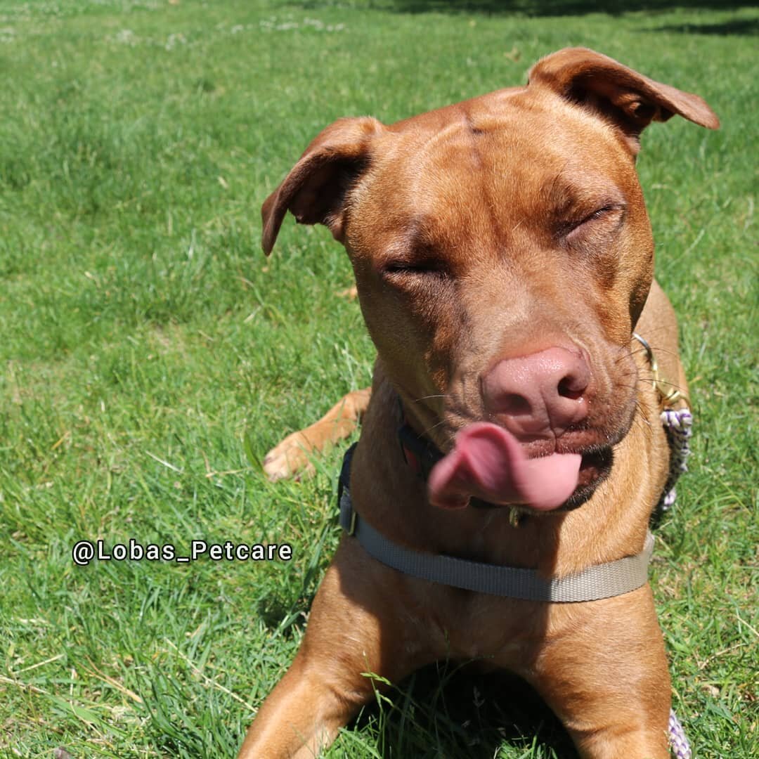 Happy #tongueouttuesday from Kali! 😋😝🥰😍
.
.
.
#lobas_petcare #walkies #dogphotography #dogwalkinglife #doggydaycare #boarding #walks #petsitterlife #ilovemyjob #thoseears
#thoseeyes #boston #bostondogs #bostondogsofinstagram #bostonpetcare #eastb