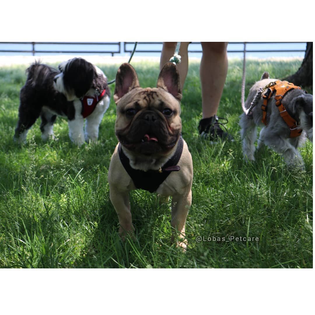 #flashbackfriday to last week with Pumbaa, Frank, and Mae 💜😍
.
.
.
#lobas_petcare #dogphotography #dogwalkinglife #doggydaycare #boarding #petsitterlife #ilovemyjob #bostonpetcare #eastbostondogs #eastiedogs #boston #bostondogsofinstagram #eastbost
