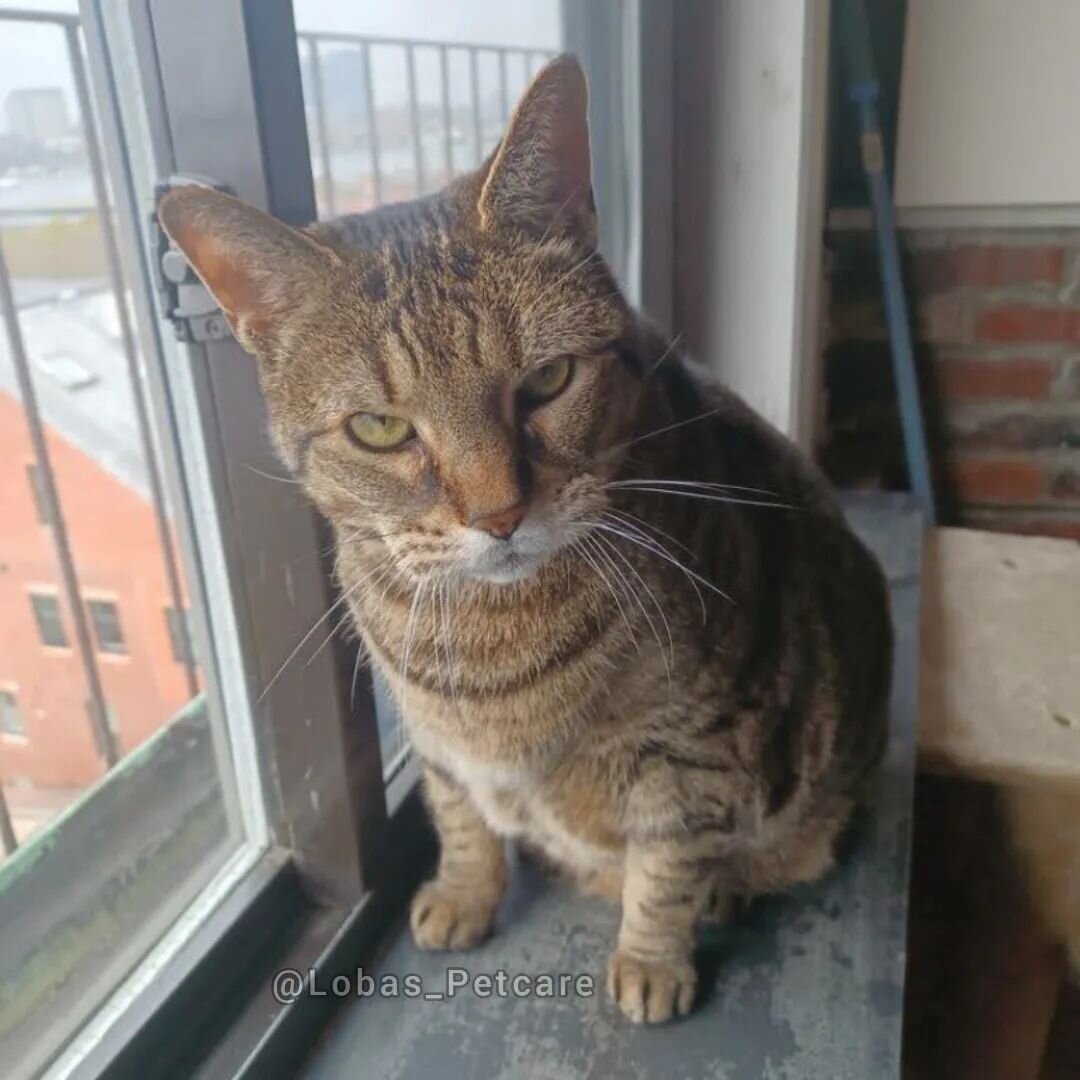 Meet Gus, one of our drop-in kitties. He enjoys lounging by the window, the occasional string toss and tug, and greets you with a good ole shoe rub. 🥰