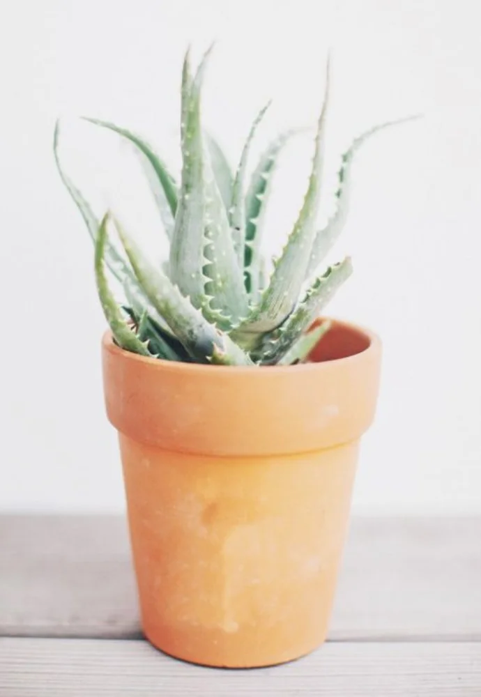 PLANTS-3.jpg