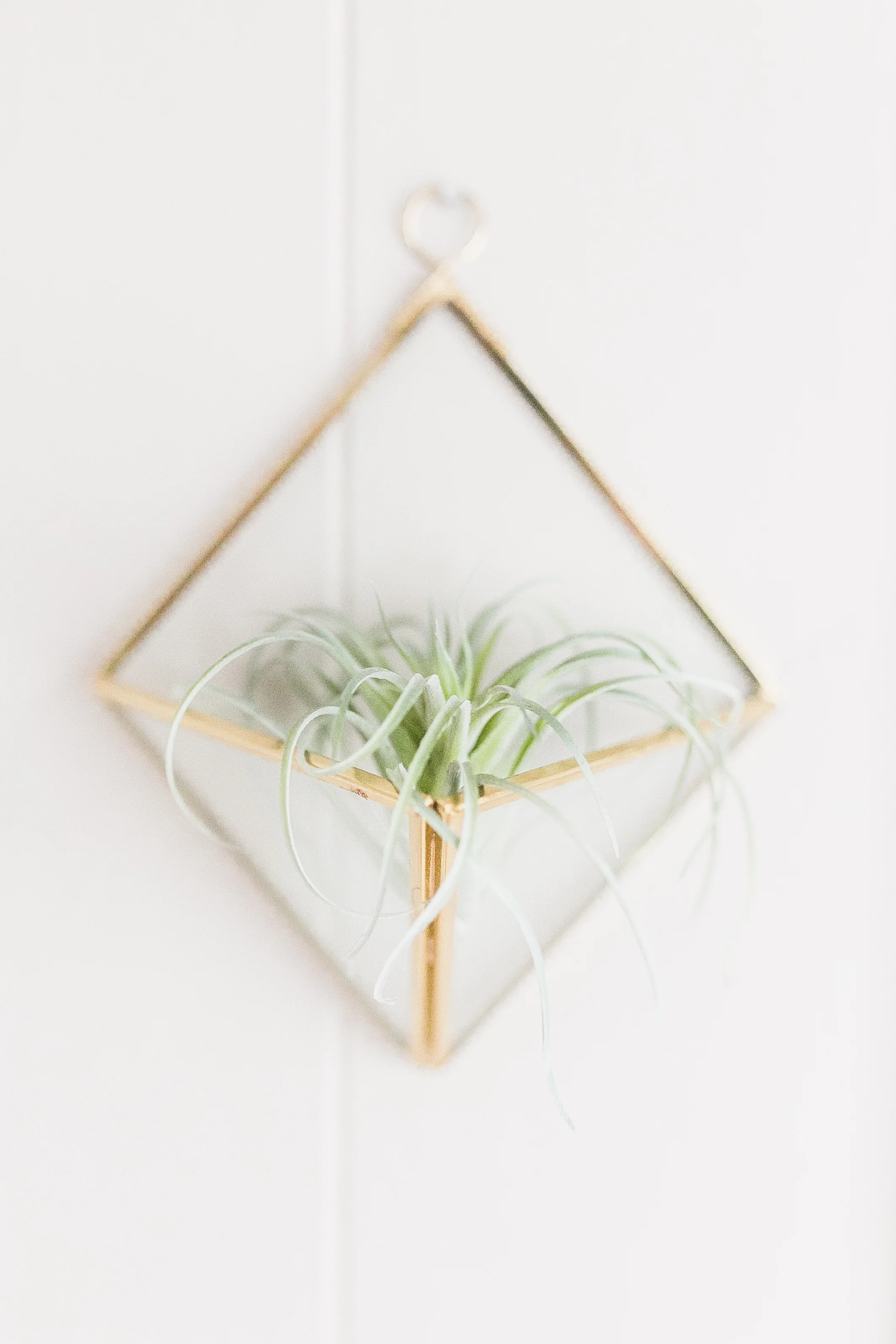 PLANTS-1.jpg