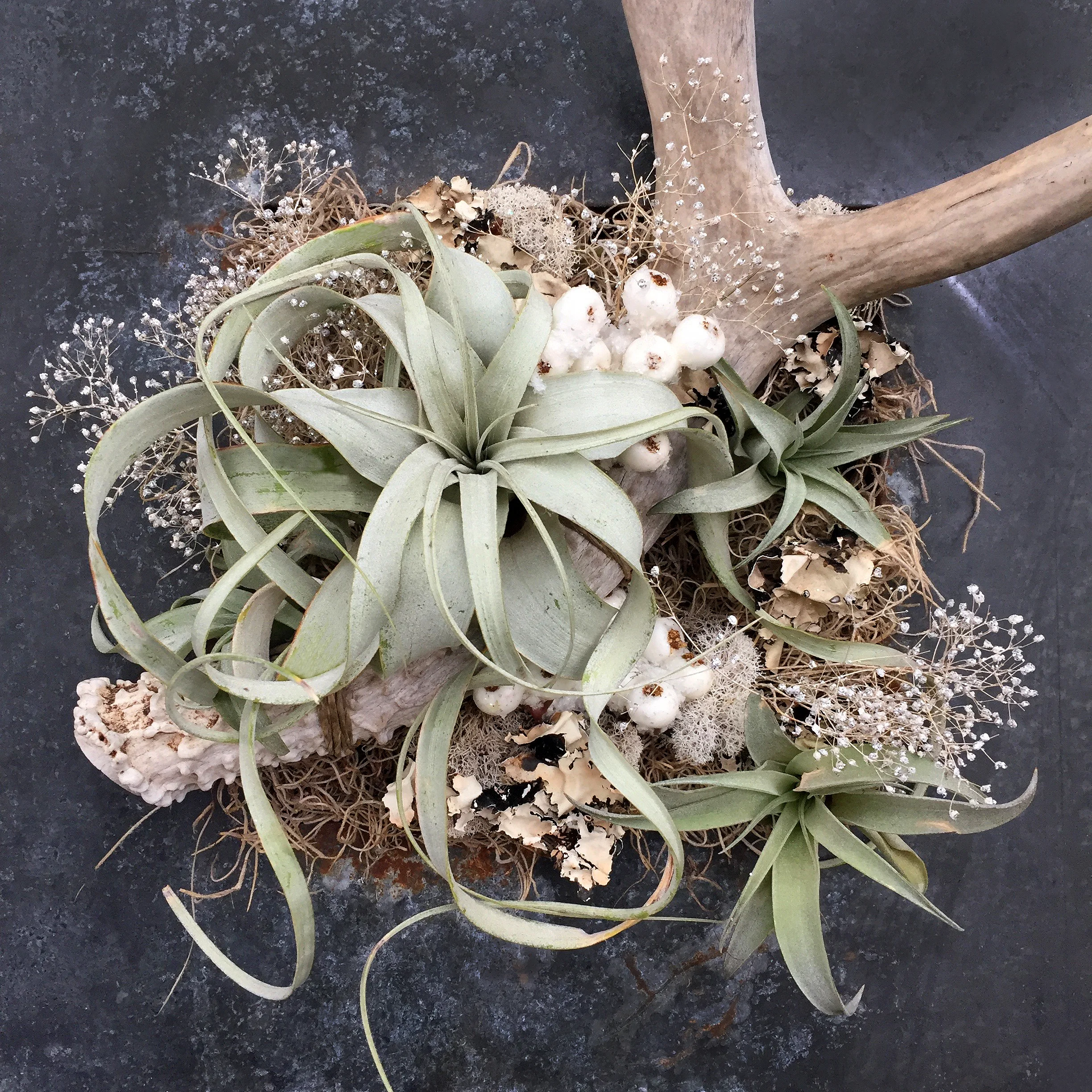 Winter Succulent wall display.jpg