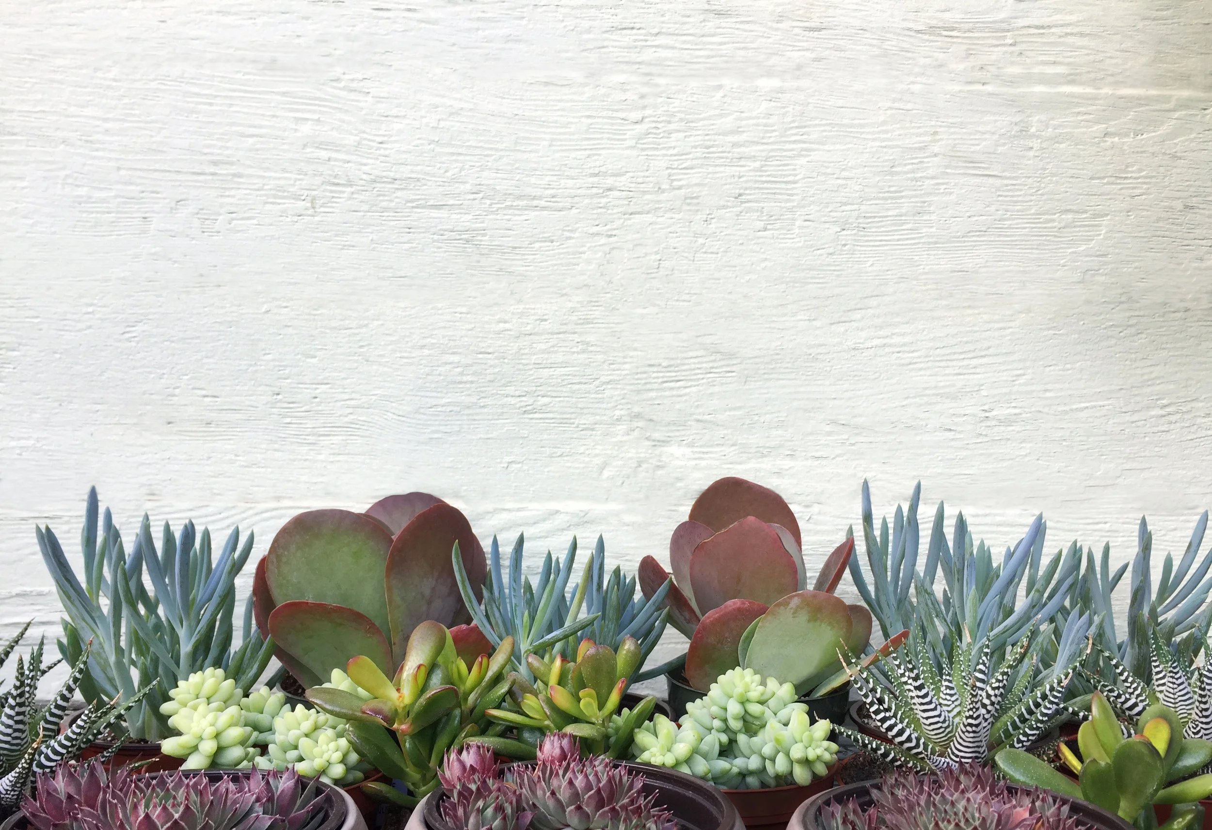 Line of Succulents with wall edits.jpg