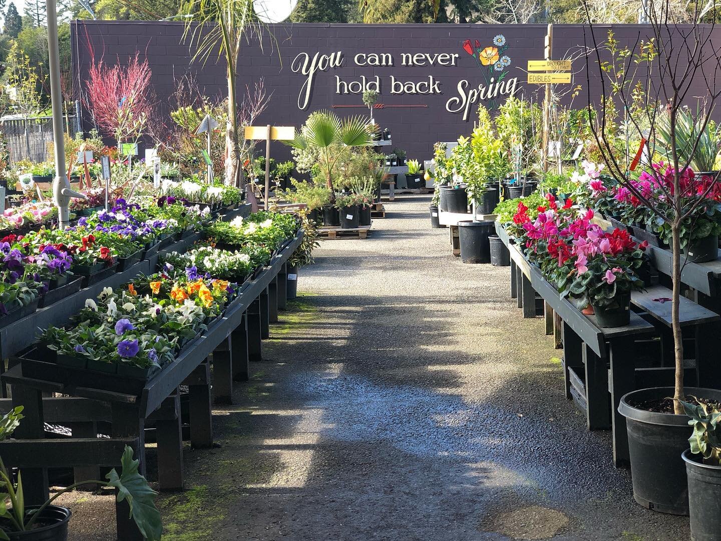 The ☀️&rsquo;s peaking out and we are ready for a lovely weekend here at the nursery! Our opening hours are 10-5 every day 🙌🏻Hope to see you soon🌸
.
.
.
.
.
#broadwayterracenursery #oaklandcalifornia #plantnursery #colorful #plantsmakepeoplehappy 