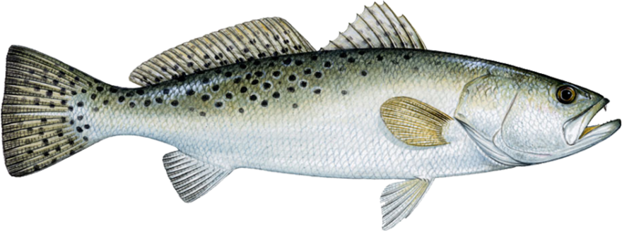 speckled-trout-species-880x328.png