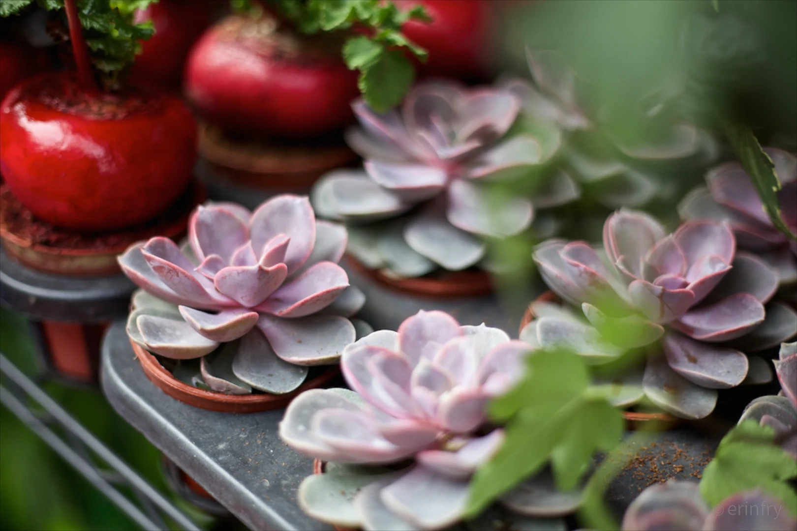 erinfryphotography.com_web--47.jpg