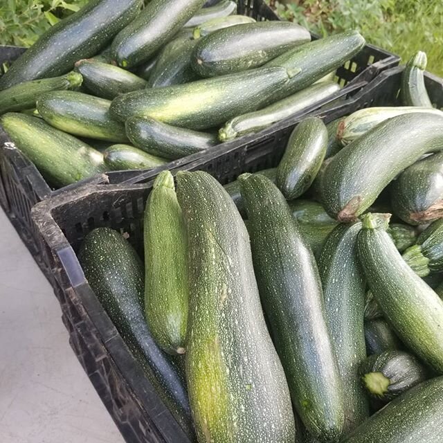 Join us for the first market of summuh at @coastalgrowers

Squash and zucs are finally in season, along with all your Radish, carrot, lettuce favorites and more!