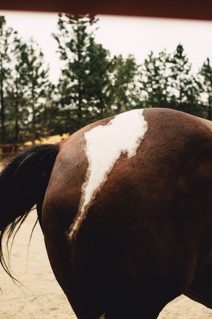 bandit town california lifestyle motorcycle horses nature fashion festival photographer country 5.jpg