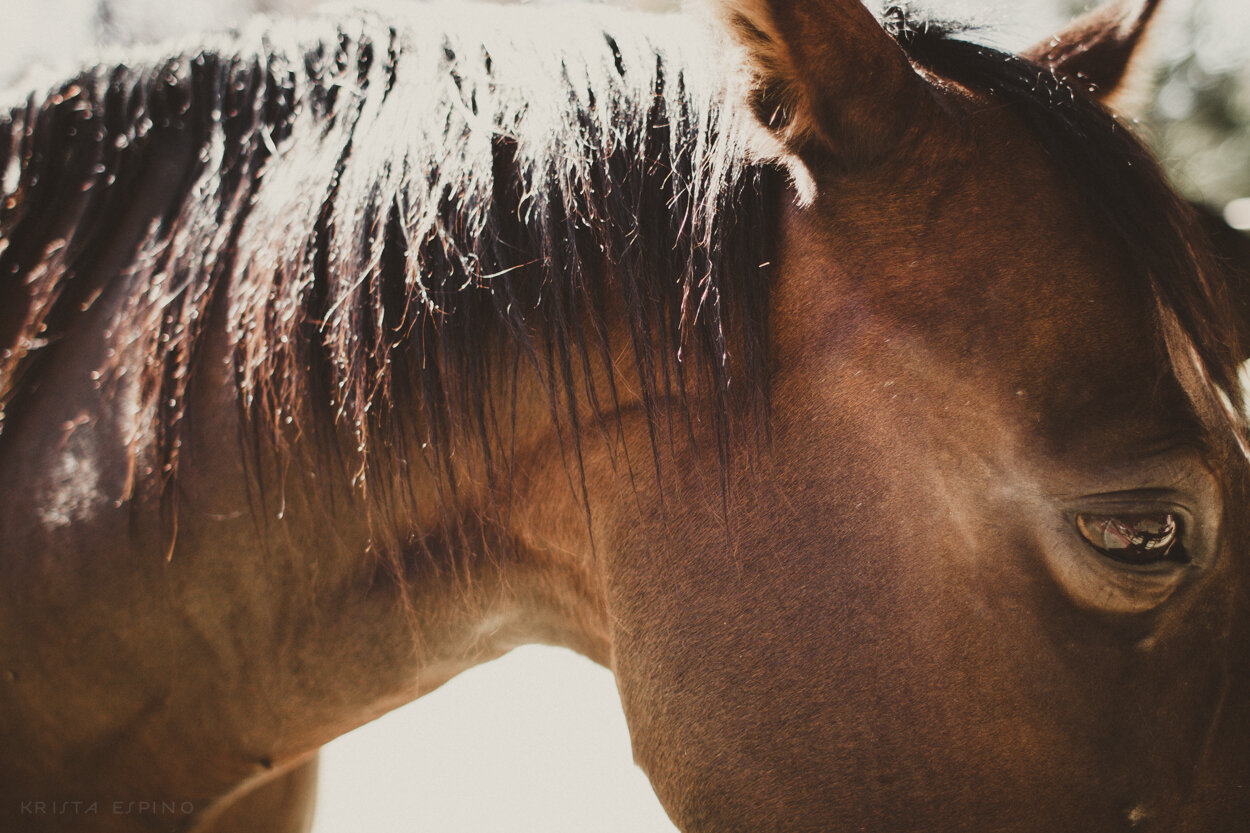 bandit town california lifestyle motorcycle horses nature fashion festival photographer country 26.jpg