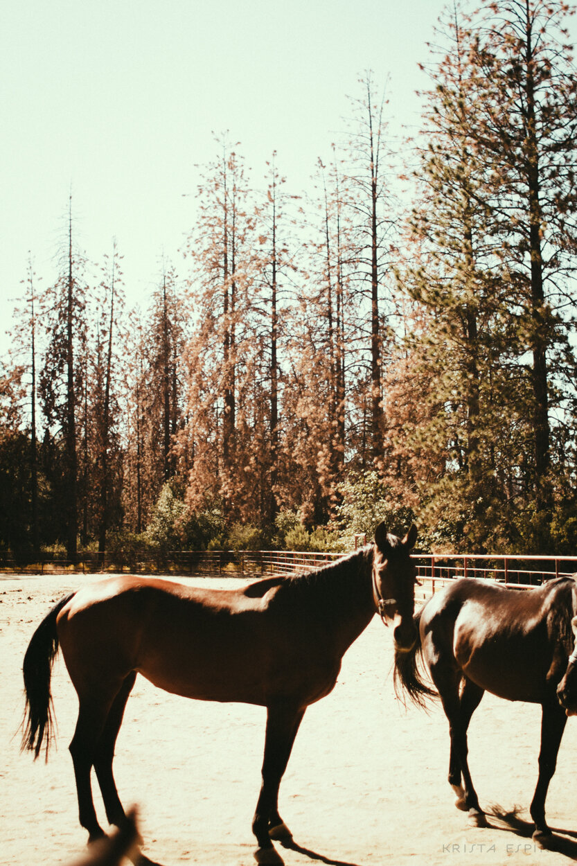 bandit town california lifestyle motorcycle horses nature fashion festival photographer country 27.jpg