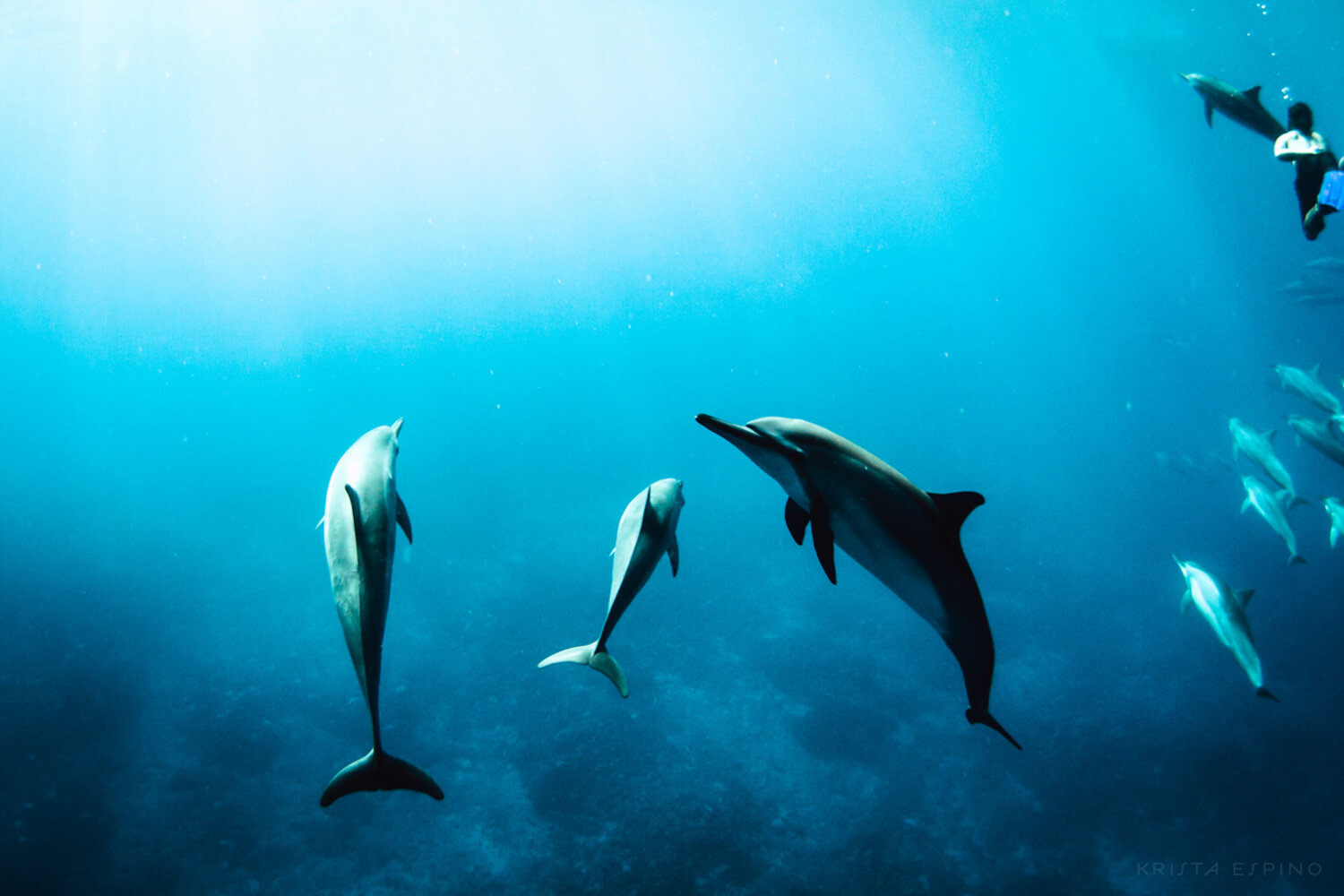 dolphin eco tour wild wildlife sealife lifestyle nature photography photographer krista espino travel underwater swim ocean big island hawaii kona dolphins_-1.jpg