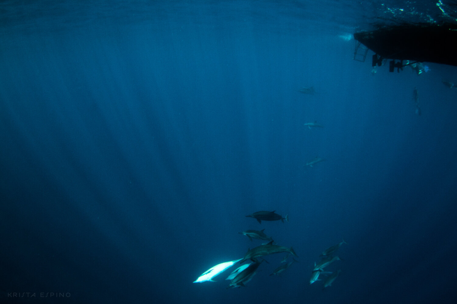 dolphin eco tour wild wildlife sealife lifestyle nature photography photographer krista espino travel underwater swim ocean big island hawaii kona dolphins_-7.jpg