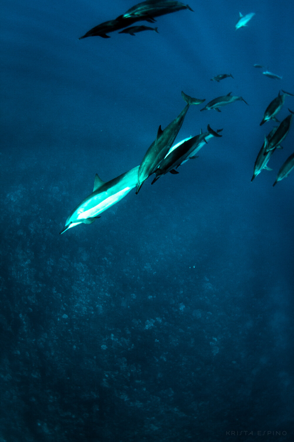 dolphin eco tour wild wildlife sealife lifestyle nature photography photographer krista espino travel underwater swim ocean big island hawaii kona dolphins_-8.jpg