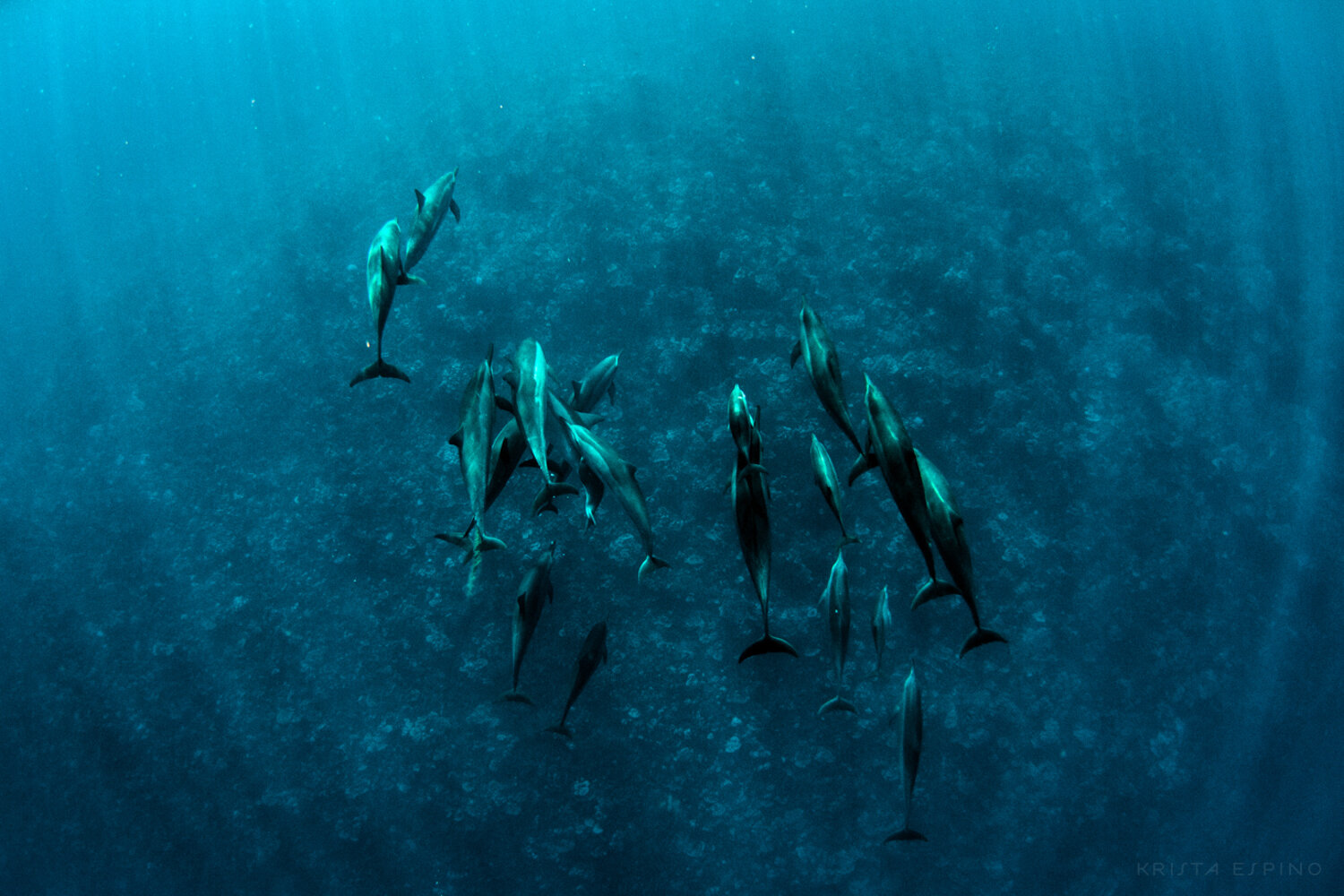 dolphin eco tour wild wildlife sealife lifestyle nature photography photographer krista espino travel underwater swim ocean big island hawaii kona dolphins_-9.jpg