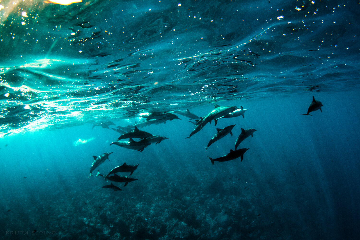 dolphin eco tour wild wildlife sealife lifestyle nature photography photographer krista espino travel underwater swim ocean big island hawaii kona dolphins_-10.jpg