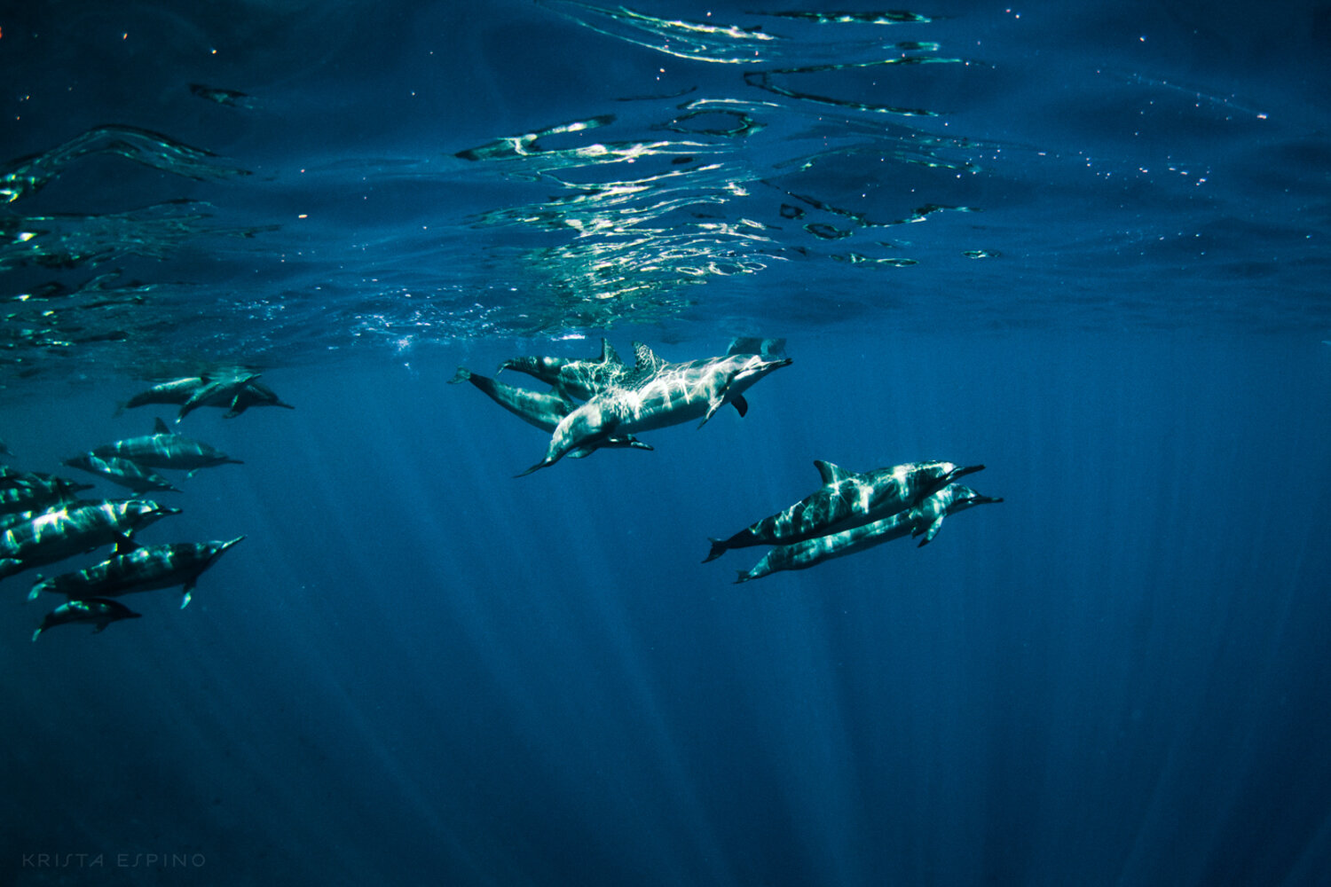 dolphin eco tour wild wildlife sealife lifestyle nature photography photographer krista espino travel underwater swim ocean big island hawaii kona dolphins_-11.jpg