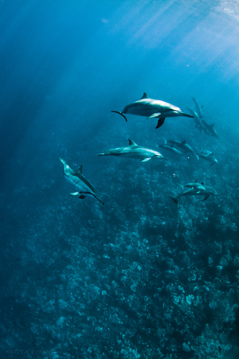 dolphin eco tour wild wildlife sealife lifestyle nature photography photographer krista espino travel underwater swim ocean big island hawaii kona dolphins_-13.jpg