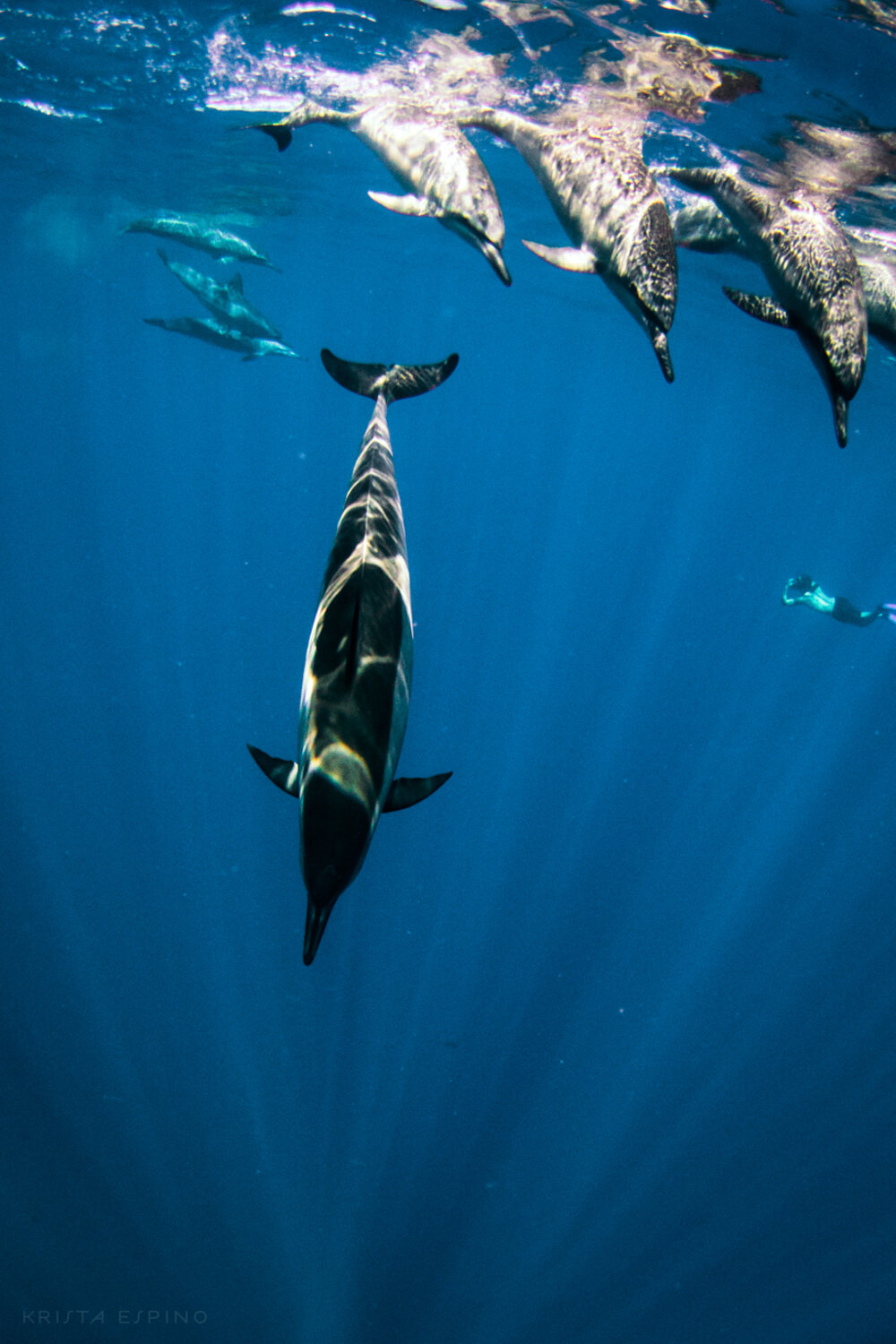 dolphin eco tour wild wildlife sealife lifestyle nature photography photographer krista espino travel underwater swim ocean big island hawaii kona dolphins_-12.jpg