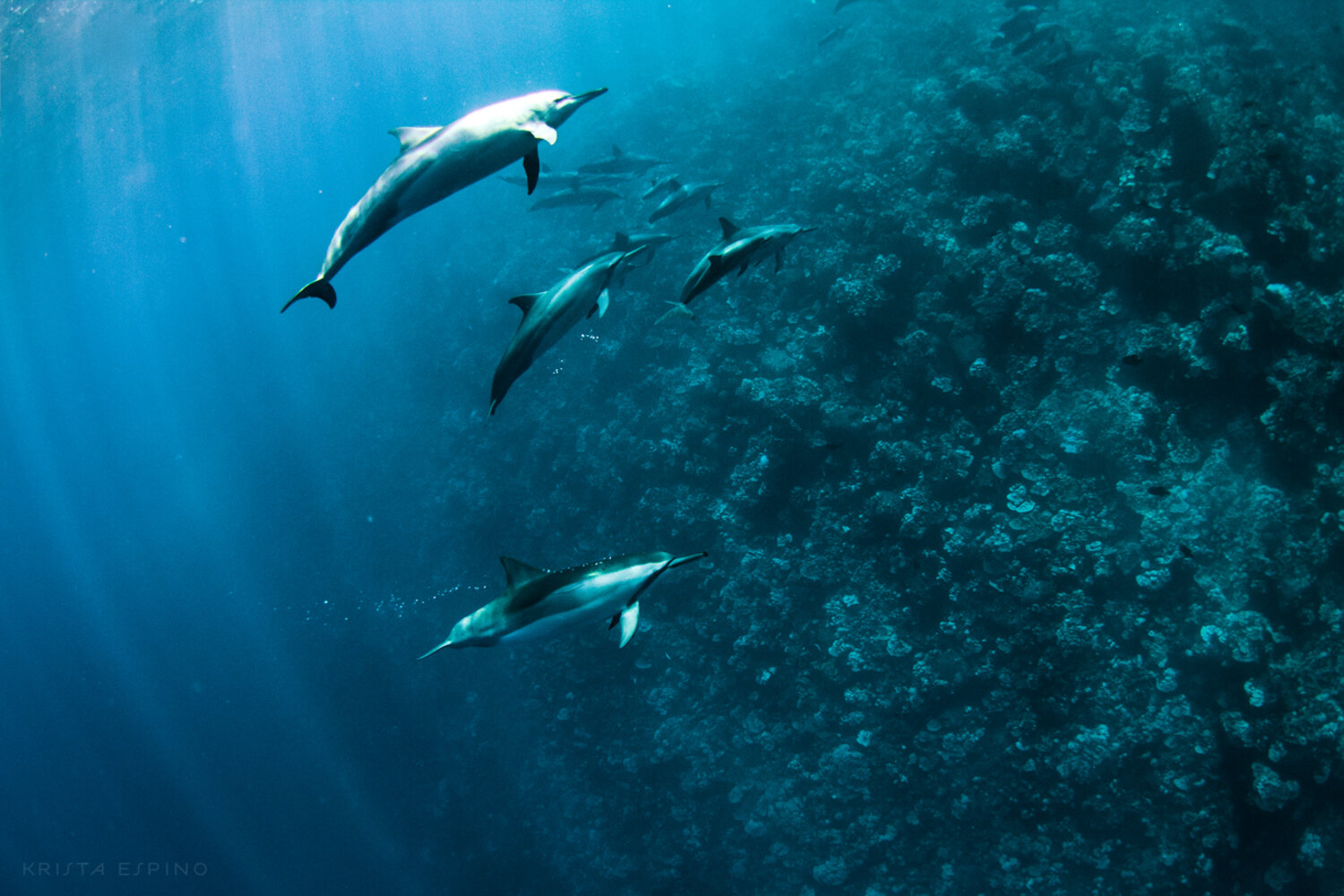 dolphin eco tour wild wildlife sealife lifestyle nature photography photographer krista espino travel underwater swim ocean big island hawaii kona dolphins_-14.jpg