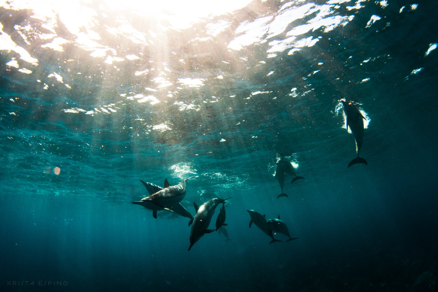 dolphin eco tour wild wildlife sealife lifestyle nature photography photographer krista espino travel underwater swim ocean big island hawaii kona dolphins_-15.jpg