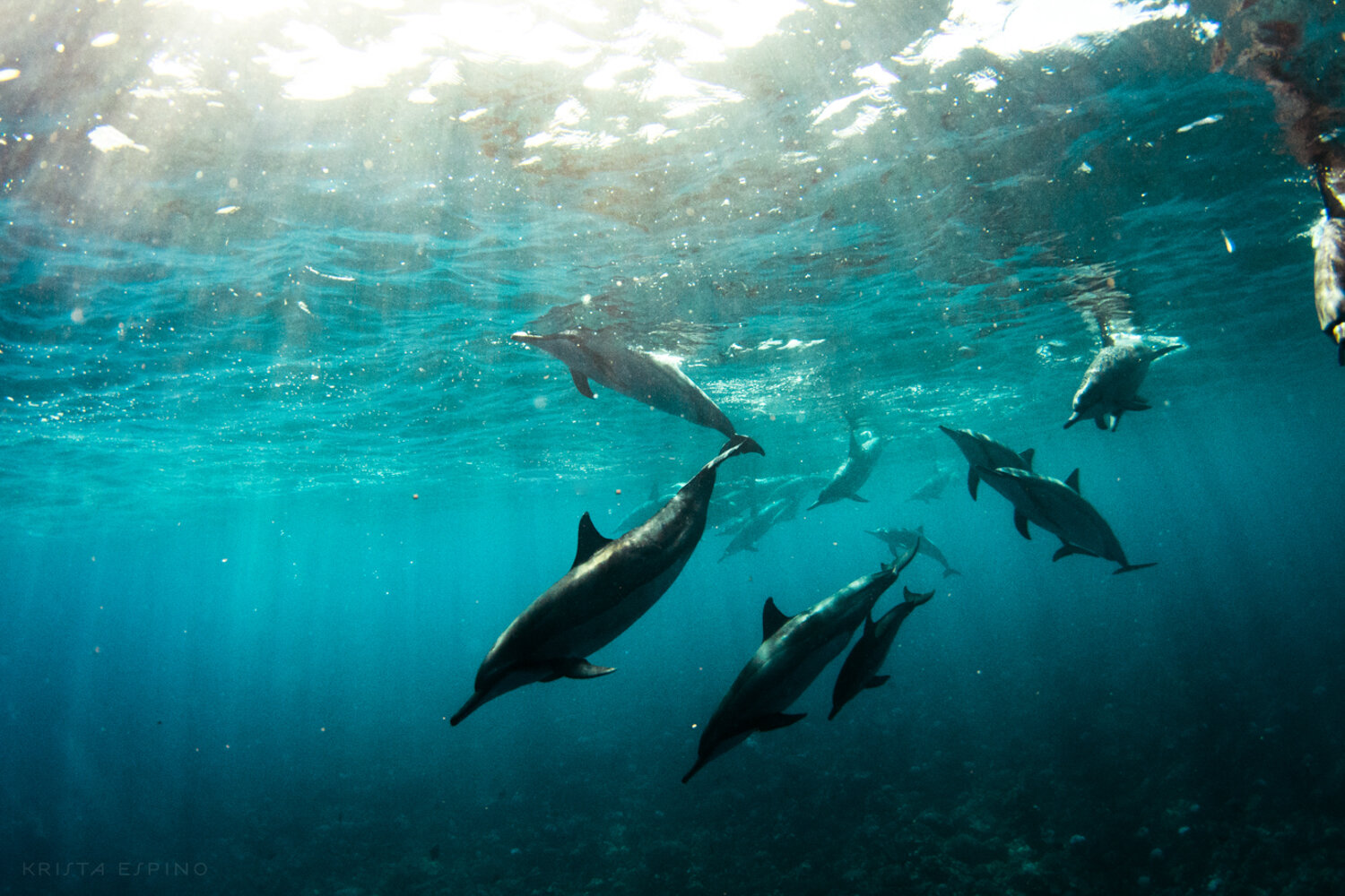 dolphin eco tour wild wildlife sealife lifestyle nature photography photographer krista espino travel underwater swim ocean big island hawaii kona dolphins_-16.jpg