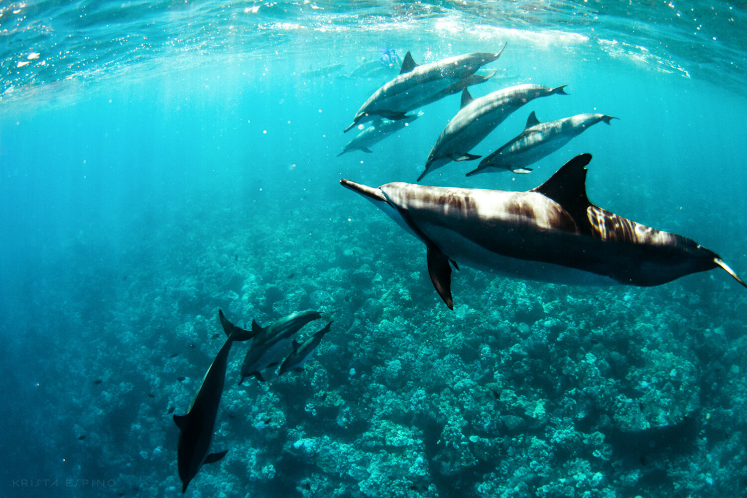 dolphin eco tour wild wildlife sealife lifestyle nature photography photographer krista espino travel underwater swim ocean big island hawaii kona dolphins_-17.jpg