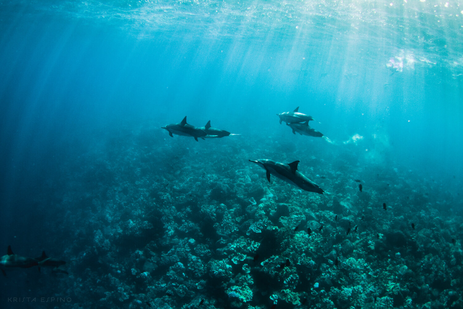 dolphin eco tour wild wildlife sealife lifestyle nature photography photographer krista espino travel underwater swim ocean big island hawaii kona dolphins_-18.jpg