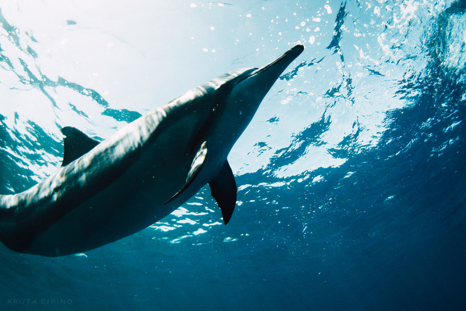 dolphin eco tour wild wildlife sealife lifestyle nature photography photographer krista espino travel underwater swim ocean big island hawaii kona dolphins_-19.jpg