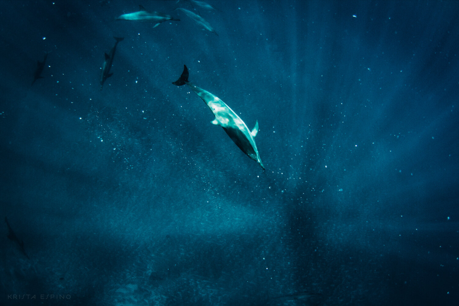 dolphin eco tour wild wildlife sealife lifestyle nature photography photographer krista espino travel underwater swim ocean big island hawaii kona dolphins_-21.jpg