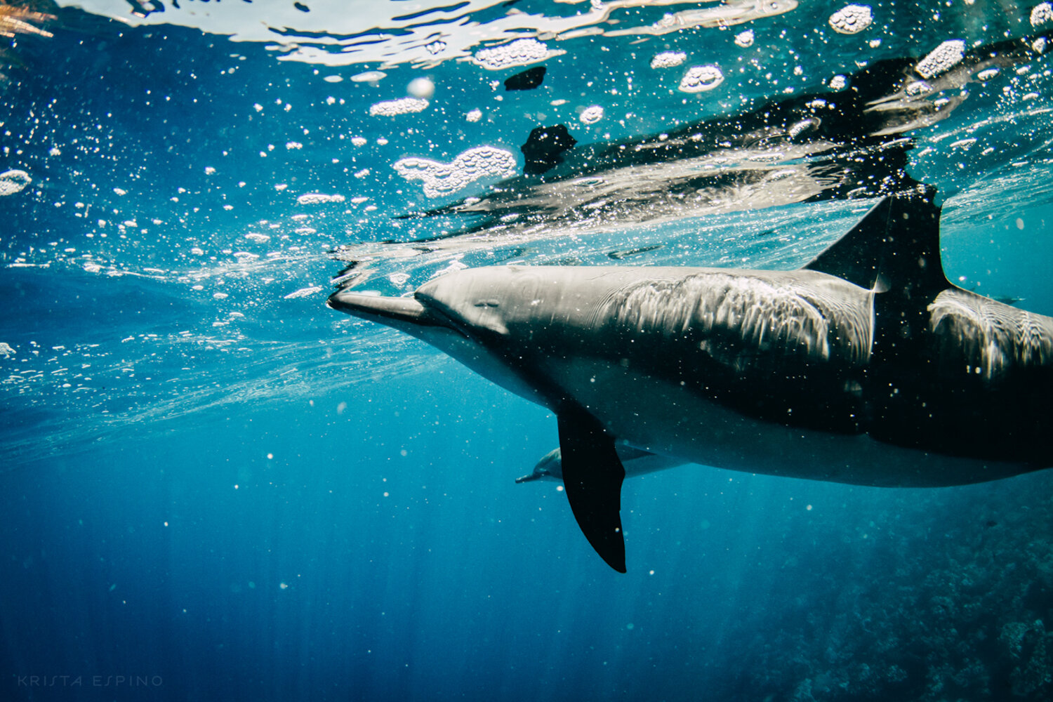 dolphin eco tour wild wildlife sealife lifestyle nature photography photographer krista espino travel underwater swim ocean big island hawaii kona dolphins_-20.jpg