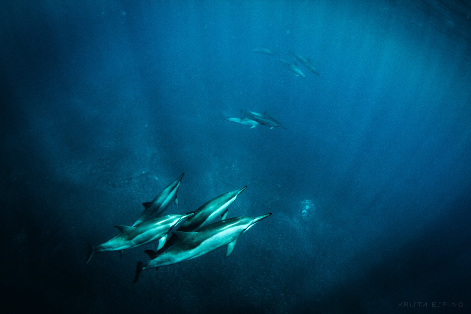 dolphin eco tour wild wildlife sealife lifestyle nature photography photographer krista espino travel underwater swim ocean big island hawaii kona dolphins_-22.jpg