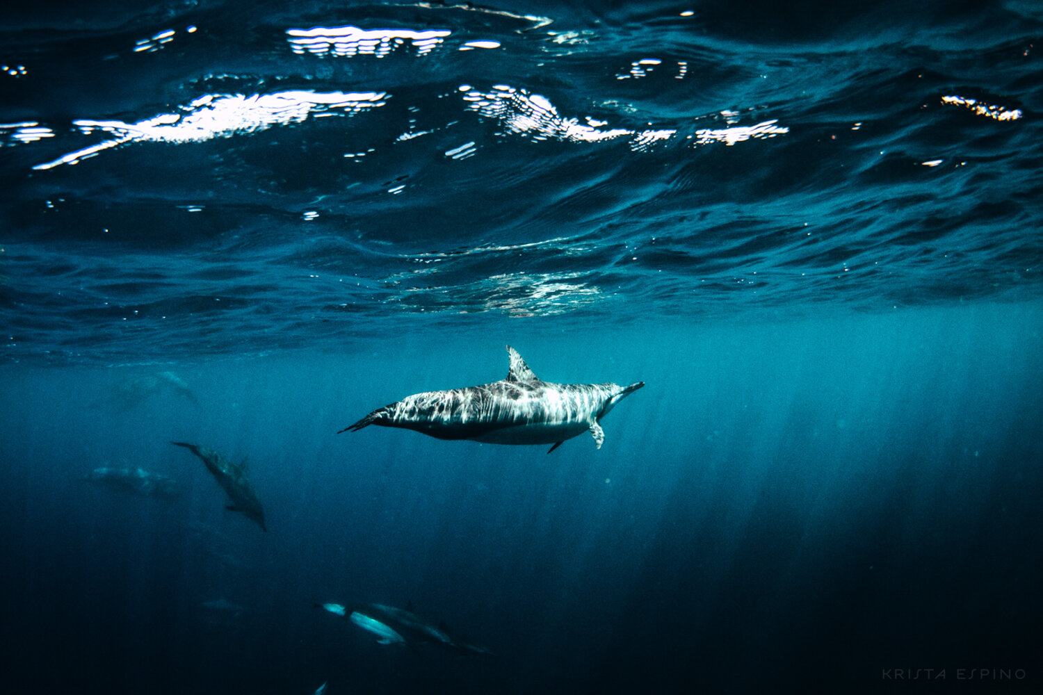 dolphin eco tour wild wildlife sealife lifestyle nature photography photographer krista espino travel underwater swim ocean big island hawaii kona dolphins_-23.jpg