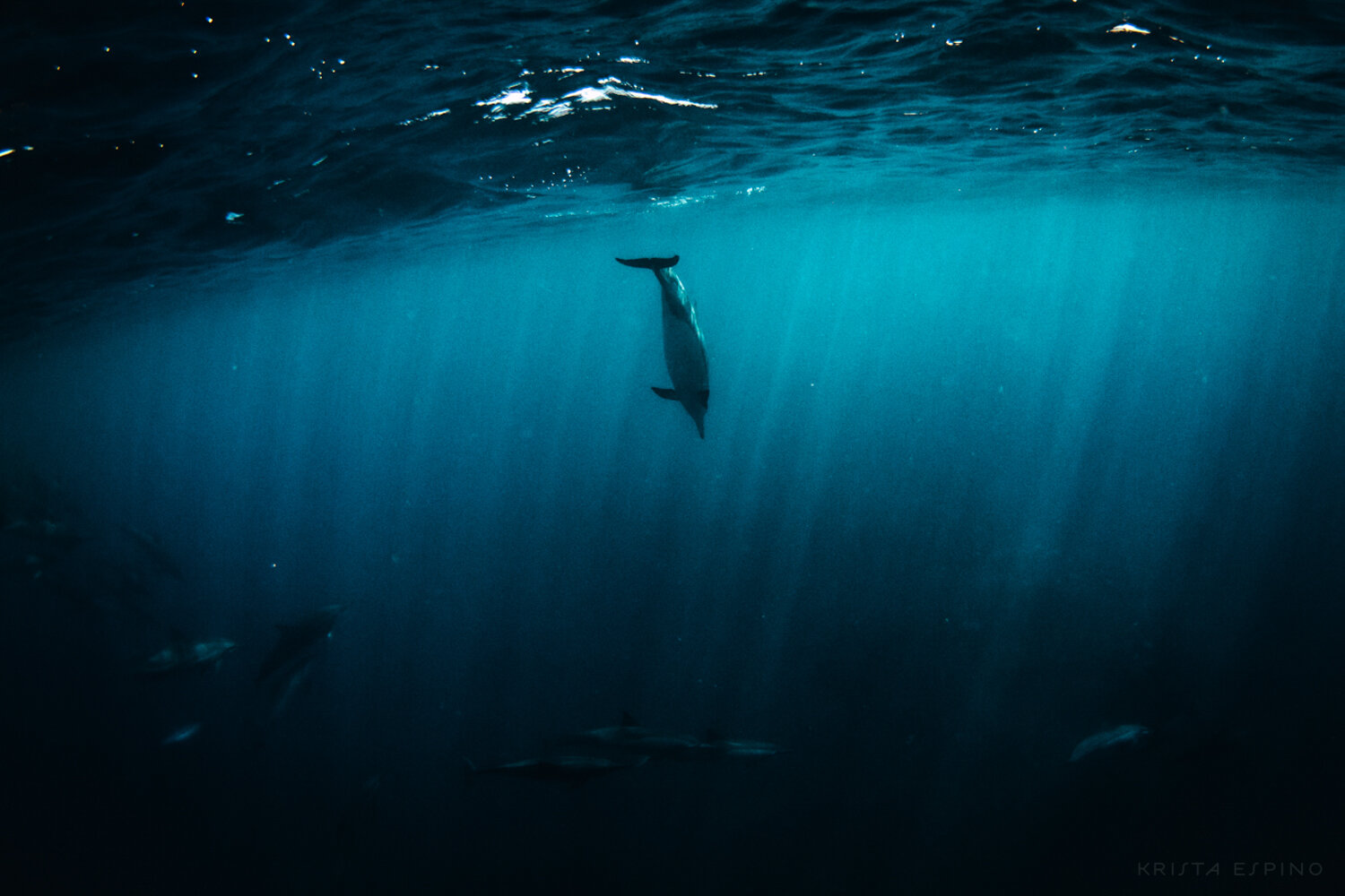 dolphin eco tour wild wildlife sealife lifestyle nature photography photographer krista espino travel underwater swim ocean big island hawaii kona dolphins_-24.jpg