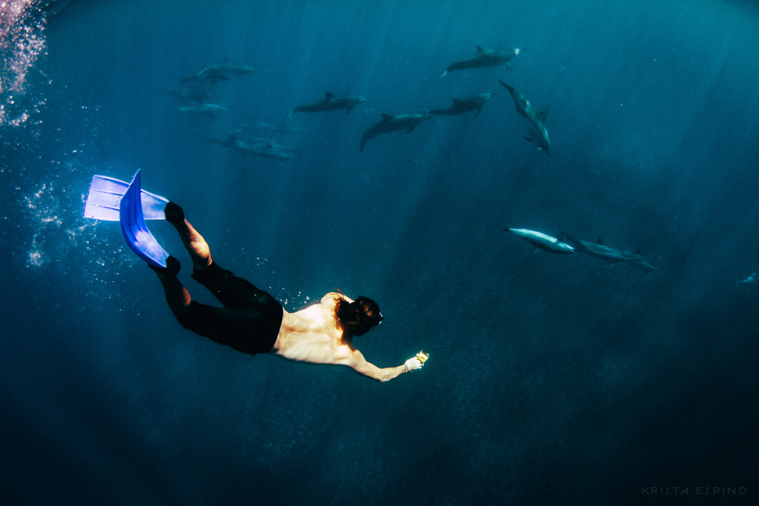 dolphin eco tour wild wildlife sealife lifestyle nature photography photographer krista espino travel underwater swim ocean big island hawaii kona dolphins_-25.jpg