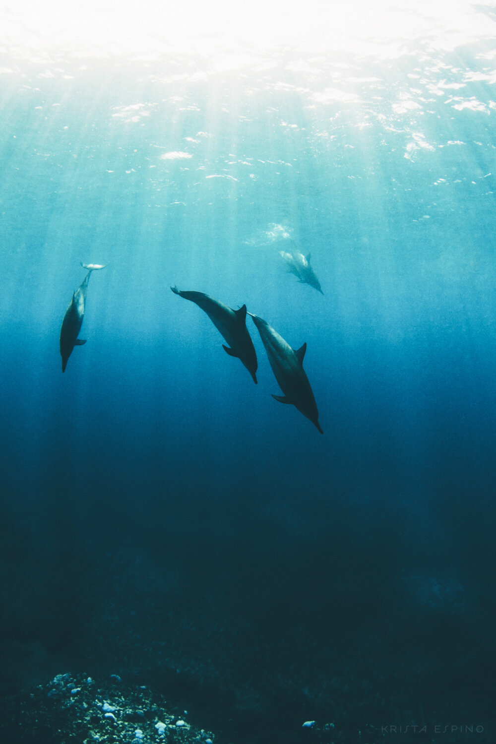 dolphin eco tour wild wildlife sealife lifestyle nature photography photographer krista espino travel underwater swim ocean big island hawaii kona dolphins_-26.jpg