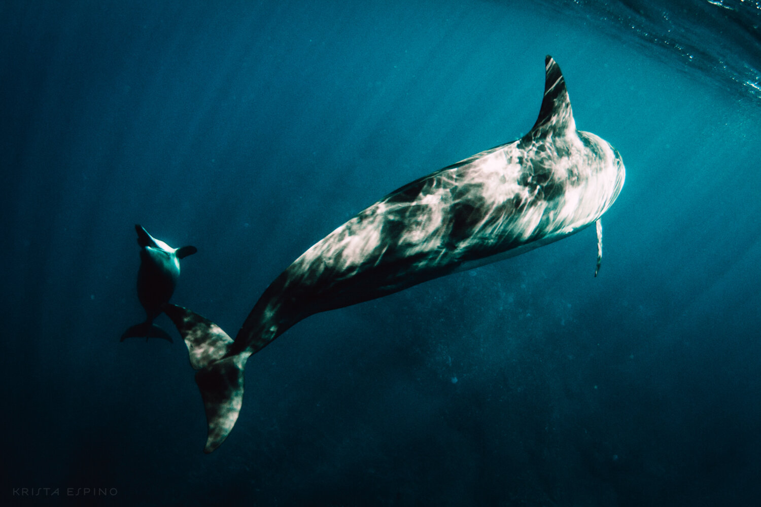 dolphin eco tour wild wildlife sealife lifestyle nature photography photographer krista espino travel underwater swim ocean big island hawaii kona dolphins_-27.jpg