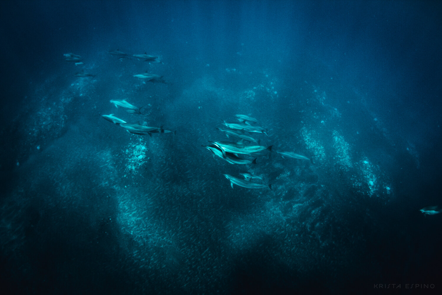 dolphin eco tour wild wildlife sealife lifestyle nature photography photographer krista espino travel underwater swim ocean big island hawaii kona dolphins_-29.jpg