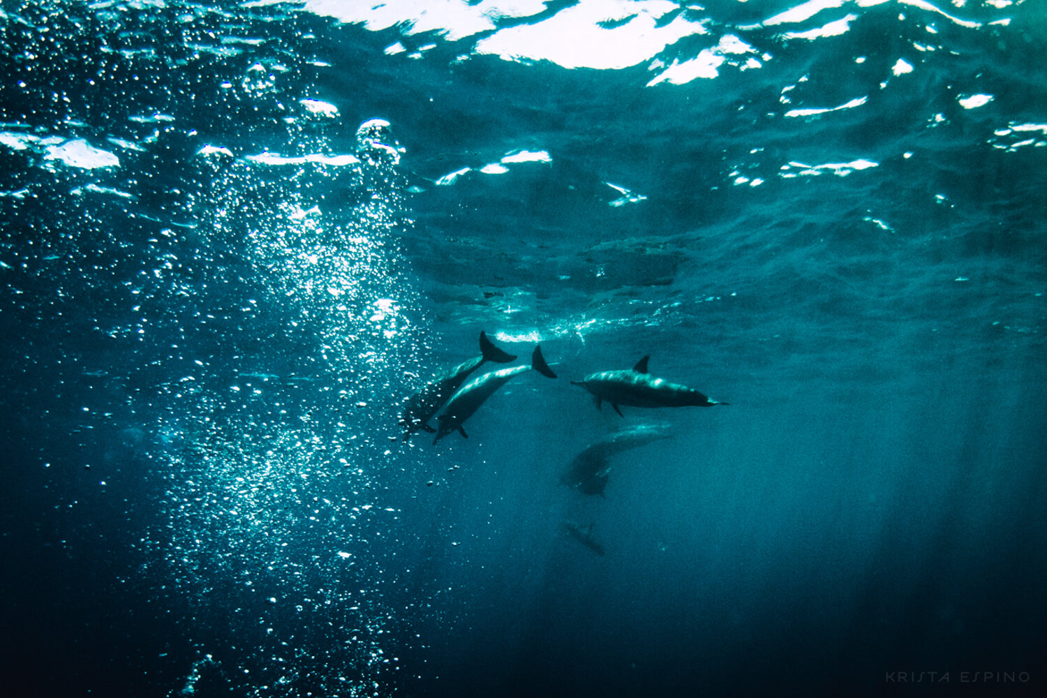 dolphin eco tour wild wildlife sealife lifestyle nature photography photographer krista espino travel underwater swim ocean big island hawaii kona dolphins_-28.jpg