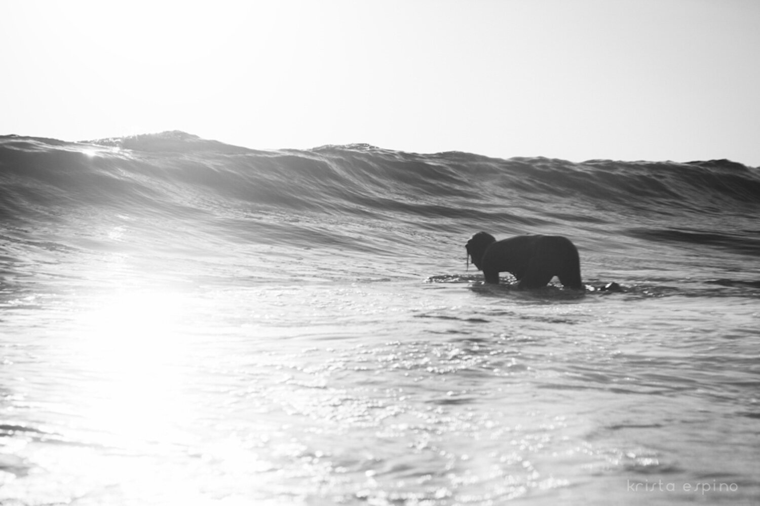 california san diego surfer oceanside lifestyle nature photography photographer krista espino underwater ocean wave surf surfing_-18.jpg
