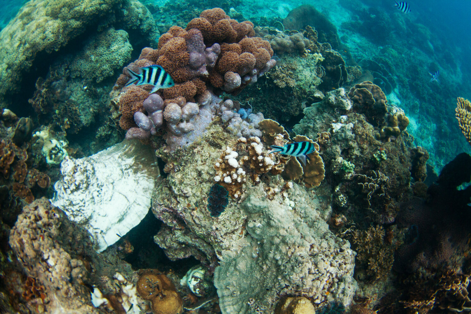 thailand travel koh tao samui phangan freedive swim coral reef island tropical lifestyle nature photography photographer krista espino underwater ocean_-28.jpg