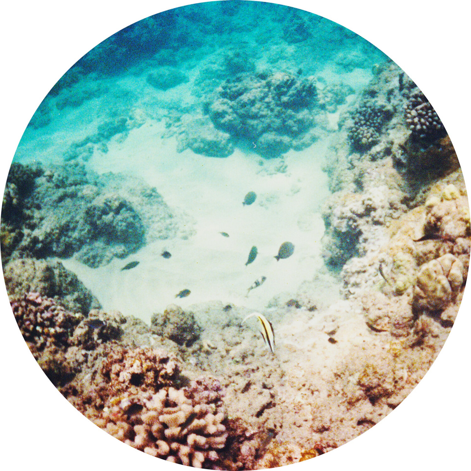 lifestyle nature photography photographer krista espino travel underwater swim ocean analog film 35mm polaroid kauai island hawaii-17.jpg