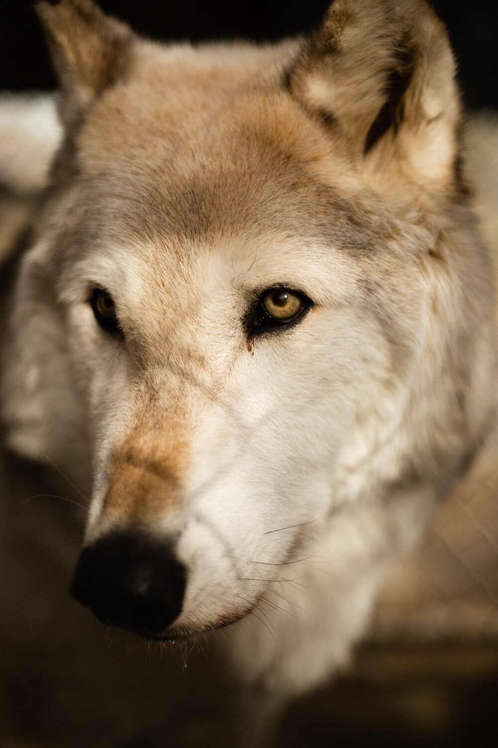 Big Bear wolf California wildlife nature photographer Krista Espino-27.jpg