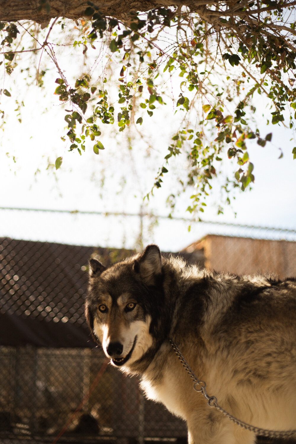 Big Bear wolf California wildlife nature photographer Krista Espino-28.jpg